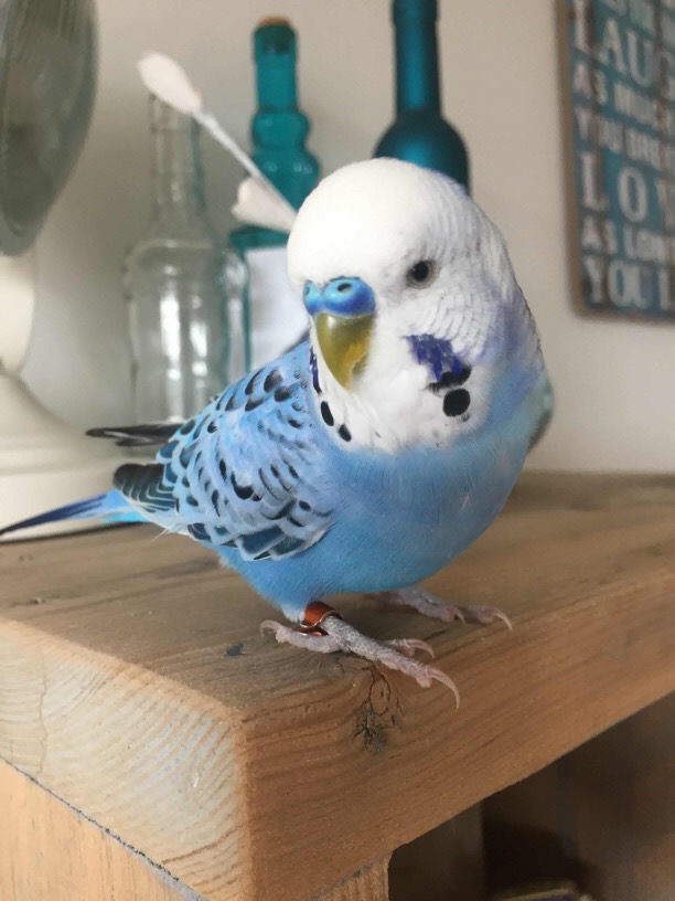 Parkiet Birdy